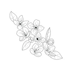 Botanical illustration. Jasmine flower. Black and white flower arrangement. Sketch hand drawing of a flower, linear art on a white background. Vector illustration