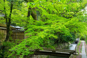 Fototapeta na wymiar 京都　哲学の道の新緑