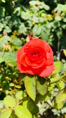 red rose in garden