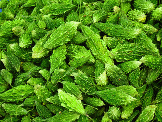 green bitter gourd