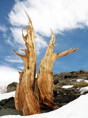 Old dead tree on snowy rocky hill