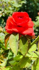 red rose in garden