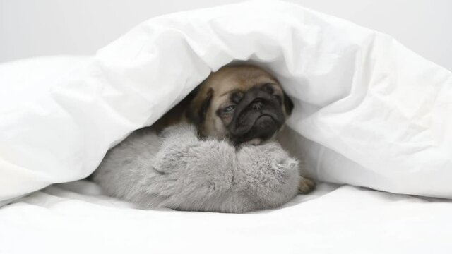 Playful tiny kitten and Pug puppy lying together under a blanket on a bed at home