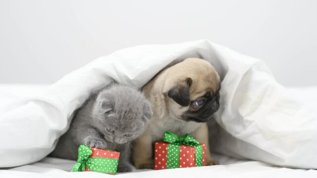 Pug puppy and tiny kitten play together with gift boxes under a blanket on a bed at home