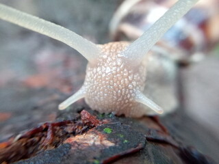 Snail head macro