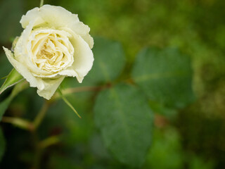 雨に濡れた白いバラ