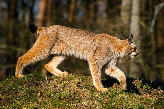 Luchs