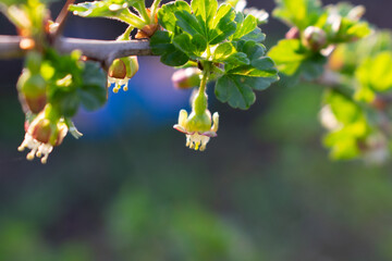 Blooming gooseberry close up