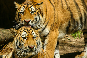 Obraz premium Sumatratiger - Tiger