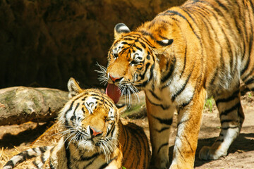 Sumatratiger - Tiger