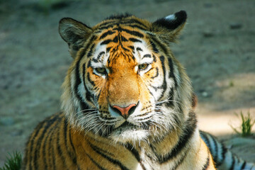 Fototapeta na wymiar Sumatratiger - Tiger
