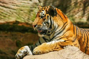 Fototapeta premium Sumatratiger - Tiger