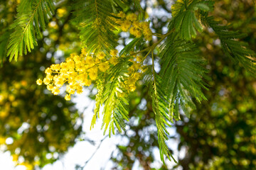 Yellow flowers of acacia silver on a blue background of the sky