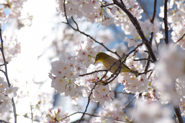 メジロと桜