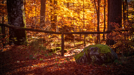 Herbstlicher Hintergrund - Wald mit Holzzaun und großem Findling im Vordergrund in der Herbstsonne