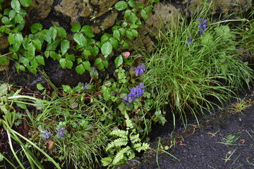 日本の群馬　草津温泉　草津町梅雨の風景