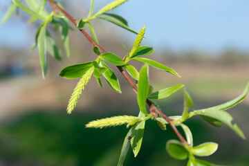 Obraz premium Young spring willow branches