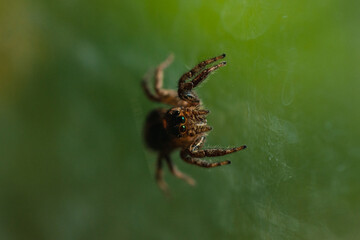 Spider