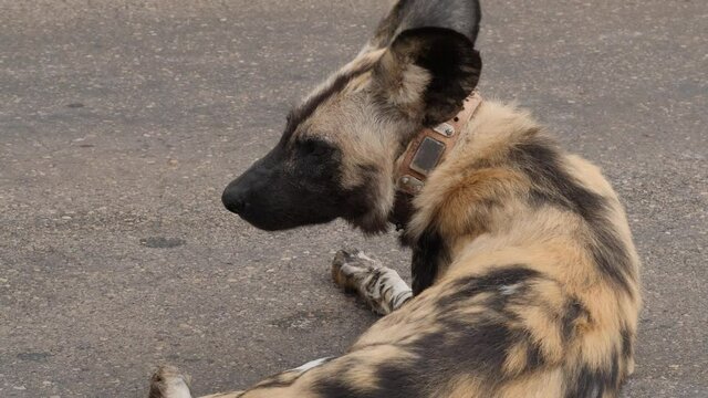 African Wild Dog, an endangered species, in its natural environment in South Africa