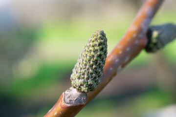 Alder bud close up