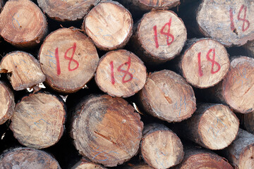 LOG ORDERED IN SAWMILL 1