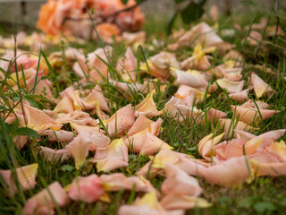 雨で散ったバラの花びら