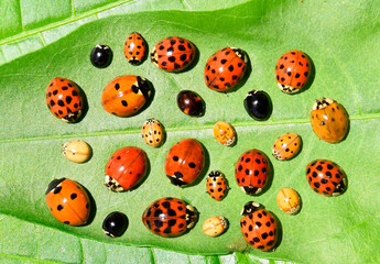 Ladybugs (ladybirds) (Coleoptera: Coccinellidae). Adults. Color biodiversity of ladybirds on green leaf 