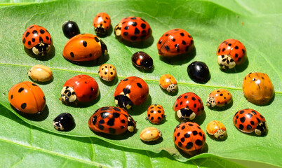 Ladybugs (ladybirds) (Coleoptera: Coccinellidae). Adults. Color biodiversity of ladybirds on green...
