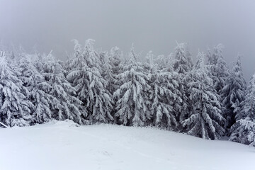 winter trees in the forest. snowing scene with fog