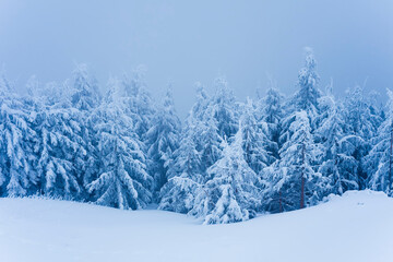 winter trees in the forest. snowing scene with fog