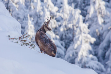 chamois wild goat in the winter landscape. Romania - obrazy, fototapety, plakaty