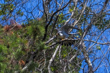 お気に入りの枝でエンゼルポーズをする繁殖期のハヤブサ成鳥