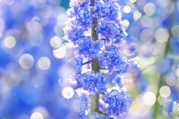 spring blue muscari flowers  blooming in flower bed