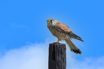 子育ての合間にちょっと休憩する繁殖期のチョウゲンボウ オス