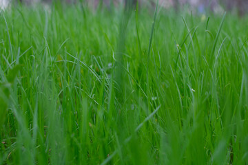 Young juicy grass full frame