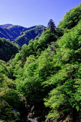 奥多摩の新緑と藤