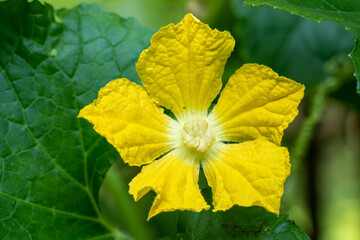 Macro zucchini flower yellow flower nature background. Zucchini flower of yellow fresh spring season are beautiful wildflowers close-up.