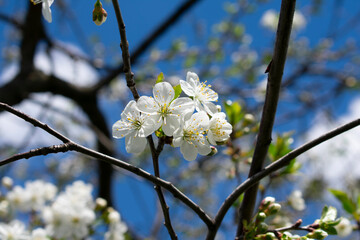 Blooming cherry branches against a blue clear sky