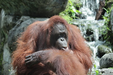 An orangutan at Gembira loka zoo yogyakarta