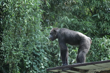 A monkey on the roof of a zoo enclosure