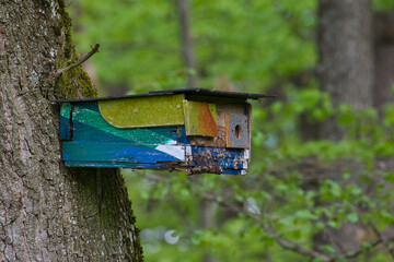 Ein bunt angemalter Nistkasten an einem Baum im Wald vor schönem Bokeh