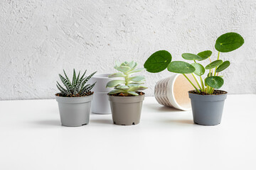 Home plants in small pots - pilea, haworthia and echeveria on a light gray background, home gardening and connecting with nature concept
