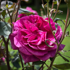 pink rose closeup square 