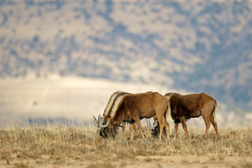Black wildebeest (Connochaetes gnou) in natural habitat, Mountain Zebra National Park, South Africa.