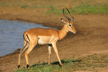 Naklejka na ściany i meble Male impala antelopes (Aepyceros melampus) in natural habitat, Kruger National Park, South Africa.