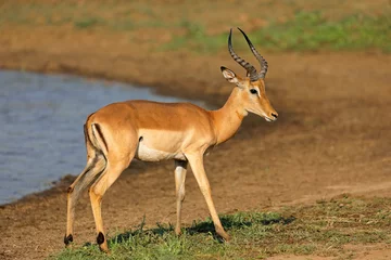 Fotobehang Male impala antelopes (Aepyceros melampus) in natural habitat, Kruger National Park, South Africa. © EcoView