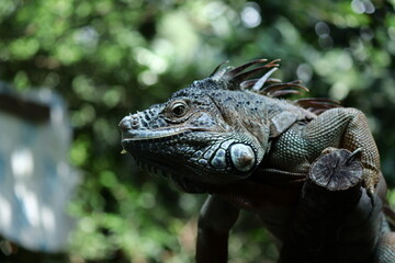 close up photo of an iguana on a log