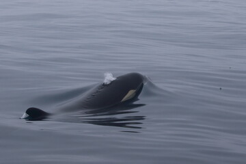【北海道】知床の海に回遊する野生のシャチ（北海道羅臼沖）