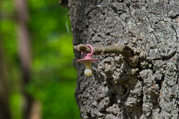 Ein Schnuller am Ast eines Baums