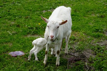 Obraz premium a goat has been born and drinks milk